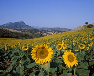 Plant Life Prints: Field of sunflowers in summer