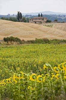 Tuscan Prints: Field of sunflowers in the Tuscan landscape, Tuscany, Italy, Europe