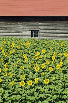 Sun Flower Prints: A field of sunflowers in front of a wooden farm building on Hokkaido