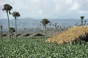 Tobacco Prints: Field of tobacco, Santiago, Dominican Republic, West Indies, Caribbean, Central America