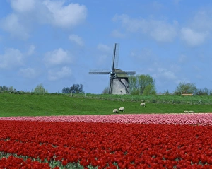 Tulips Prints: Field of tulips with grazing sheep and a windmill in the background, near Amsterdam