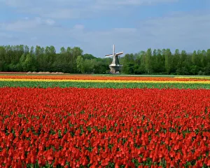 Flowers Prints: Field of tulips with a windmill in the background, near Amsterdam, Holland, Europe
