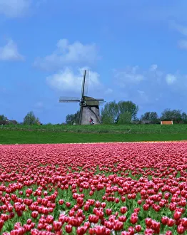Flowers Prints: Field of tulips in front of a windmill near Amsterdam, Holland, Europe