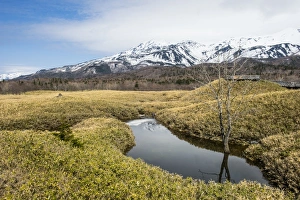 Hokkaido Prints: Field of Veitchs Bamboo in the Shiretoko Goko Lakes area, UNESCO World Heritage Site