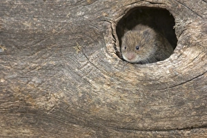Captive Animal Prints: Field vole (Short-tailed vole) (Microtus agrestis), captive, United Kingdom, Europe