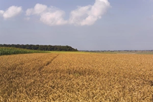 Grain Prints: Field of wheat, Cap Hornu, Baie de la Somme, Picardy, France, Europe