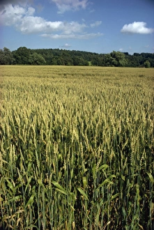 Wheat Prints: Field of wheat, England, United Kingdom, Europe