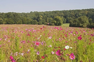 Pays De La Loire Prints: A field of wild flowers, Loire Valley, France, Europe