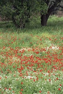 Field of wild flowers with poppies