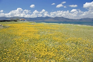 Eastern Prints: Field of wild flowers in Spring