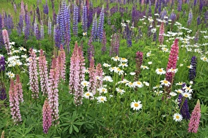 The Usa Prints: Field of wild lupines, Tacoma, Washington State, United States of America, North America