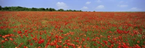 Field of wild poppies, Wiltshire, England, United Kingdom, Europe