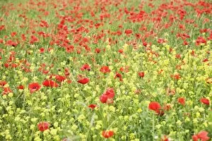Images Dated 16th May 2008: Field of wildflowers and poppies, Val d Orcia, Province Siena, Tuscany, Italy, Europe