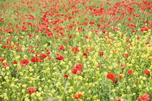 Images Dated 16th May 2008: Field of wildflowers and poppies, Val d Orcia, Province Siena, Tuscany, Italy, Europe