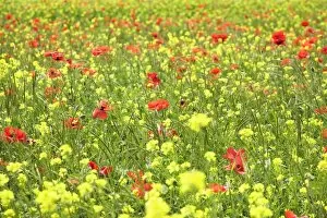 Field of wildflowers and poppies, Val d Orcia, Province Siena, Tuscany, Italy, Europe