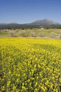 Kyushu Prints: Field of yellow rape seed flowers and cherry trees beyond