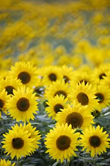 Field full of yellow sunflowers, Newbury, West Berkshire, England, United Kingdom, Europe