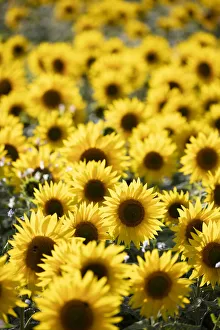 Field full of yellow sunflowers, Newbury, West Berkshire, England, United Kingdom, Europe