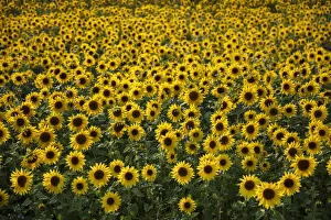 Field full of yellow sunflowers, Newbury, West Berkshire, England, United Kingdom, Europe
