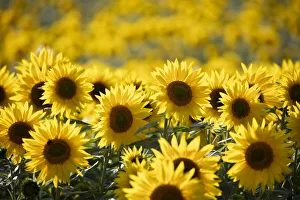 Field full of yellow sunflowers, Newbury, West Berkshire, England, United Kingdom, Europe