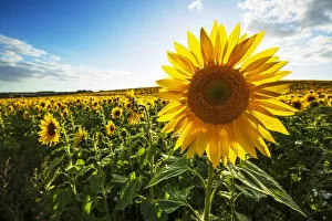 Botanical Gallery: Field full of yellow sunflowers, Newbury, West Berkshire, England, United Kingdom, Europe