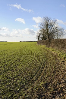 Farm Land Prints: Field of young winter wheat seedlings and hedgerow, Wiltshire, England