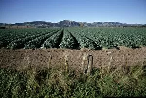 Images Dated 6th August 2008: Fields of broccoli in agricultural area