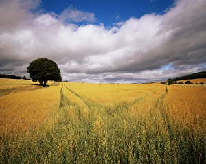 Unadorned Prints: Fields of cereals