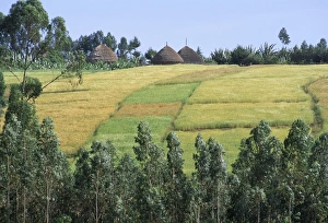 Ethiopian Prints: Fields in the countryside in the land of the Gourague, Hosana region, Shoa province