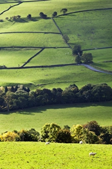 Pateley Bridge Prints: Fields and dry stone walls in Nidderdale