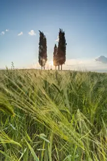 Cypress Tree Prints: Fields of ears of corn and cypresses on the gentle green hills of Val d Orcia, UNESCO