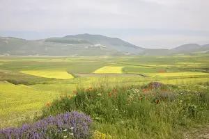 Flowering Prints: Fields of flowerig lentils, Highland of Castelluccio di Norcia, Norcia