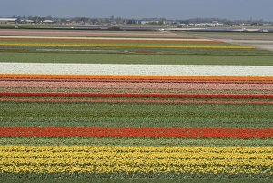 Images Dated 15th April 2009: Fields of flowers growing near Keukenhof Gardens, near Leiden, Netherlands, Europe