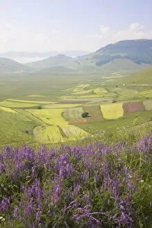 Images Dated 30th June 2008: Fields of lentils, Highland of Castelluccio di Norcia, Norcia, Umbria, Italy, Europe