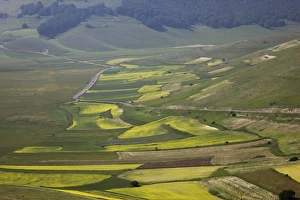 Images Dated 30th June 2008: Fields of lentils, Highland of Castelluccio di Norcia, Norcia, Umbria, Italy, Europe