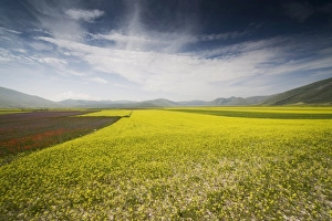 Images Dated 28th June 2008: Fields of lentils, Highland of Castelluccio di Norcia, Norcia, Umbria, Italy, Europe