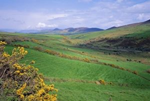 Gorse Prints: Fields near Dingle, Co