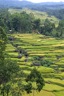 Toraja Prints: Fields near the highest mountain in Toraja