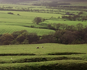 Fields near Rothbury, Northumberland, England, United Kingdom, Europe
