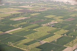 Images Dated 1st March 2007: Fields along the Nile, Egypt, North Africa, Africa