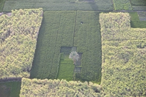 Images Dated 1st March 2007: Fields along the Nile, near the town of Luxor, Egypt, North Africa, Africa