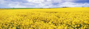 Oil Seed Rape Prints: Fields of oil seed rape, near Seahouses, Northumberland, England, United Kingdom, Europe