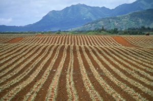 Fields of pineapples owned by Delmonte
