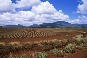 Oahu Prints: Fields of pineapples owned by Delmonte