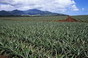 Fields of pineapples owned by Delmonte