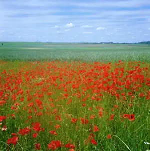 Remembrance Prints: Fields of poppies, Valley of the Somme, Nord-Picardy (Somme), France