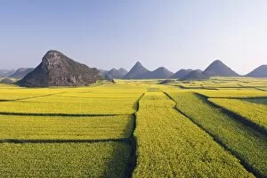 Fields of rapeseed flowers in bloom in Luoping, Yunnan Province, China, Asia