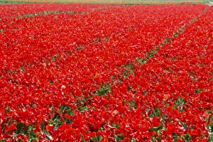 South Holland Prints: Fields of red tulips colour the landscape in spring, Keukenhof Park, Lisse, South Holland