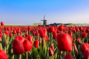 Red Colour Prints: Fields of red tulips surround the typical windmill, Berkmeer, municipality of Koggenland