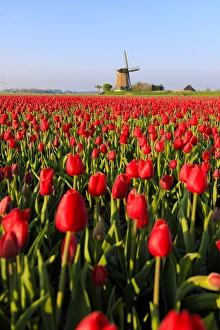 Fields of red tulips surround the typical windmill, Berkmeer, municipality of Koggenland